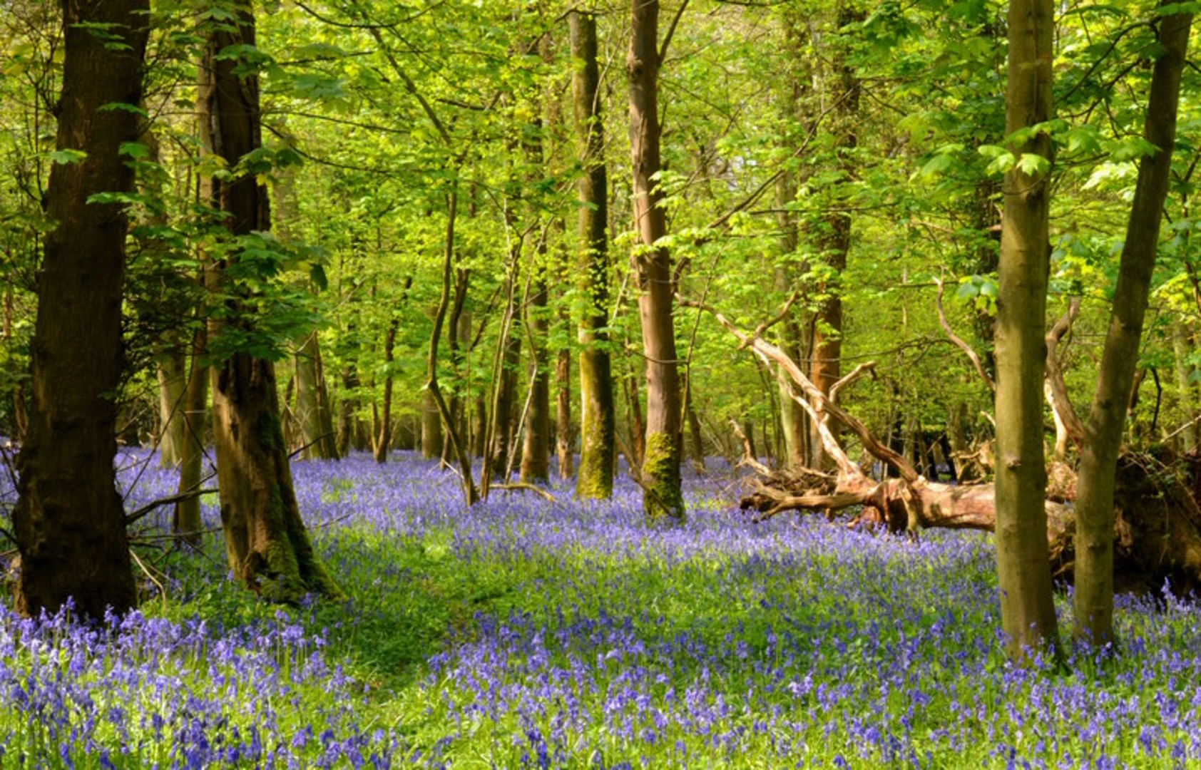 An image depicting the trail High Wood, River Thames and Phillimore's Island Loop and its surrounding area.