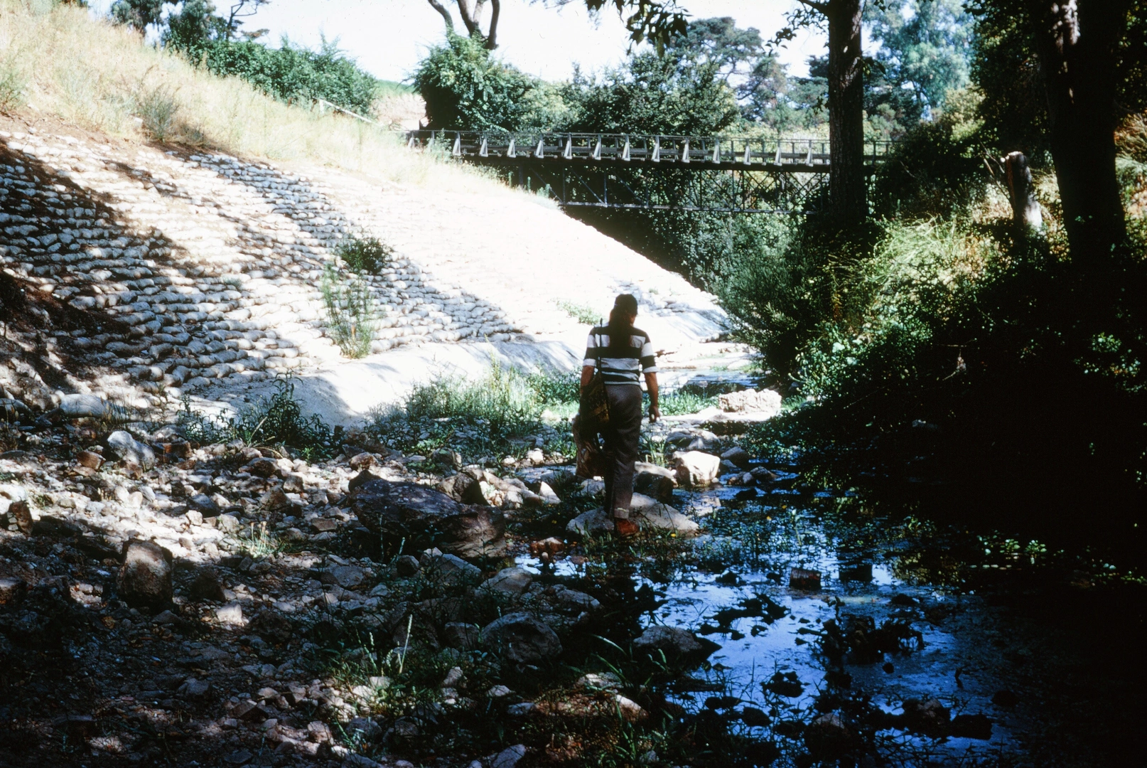 An image depicting the trail San Francisquito Creek Trail and its surrounding area.
