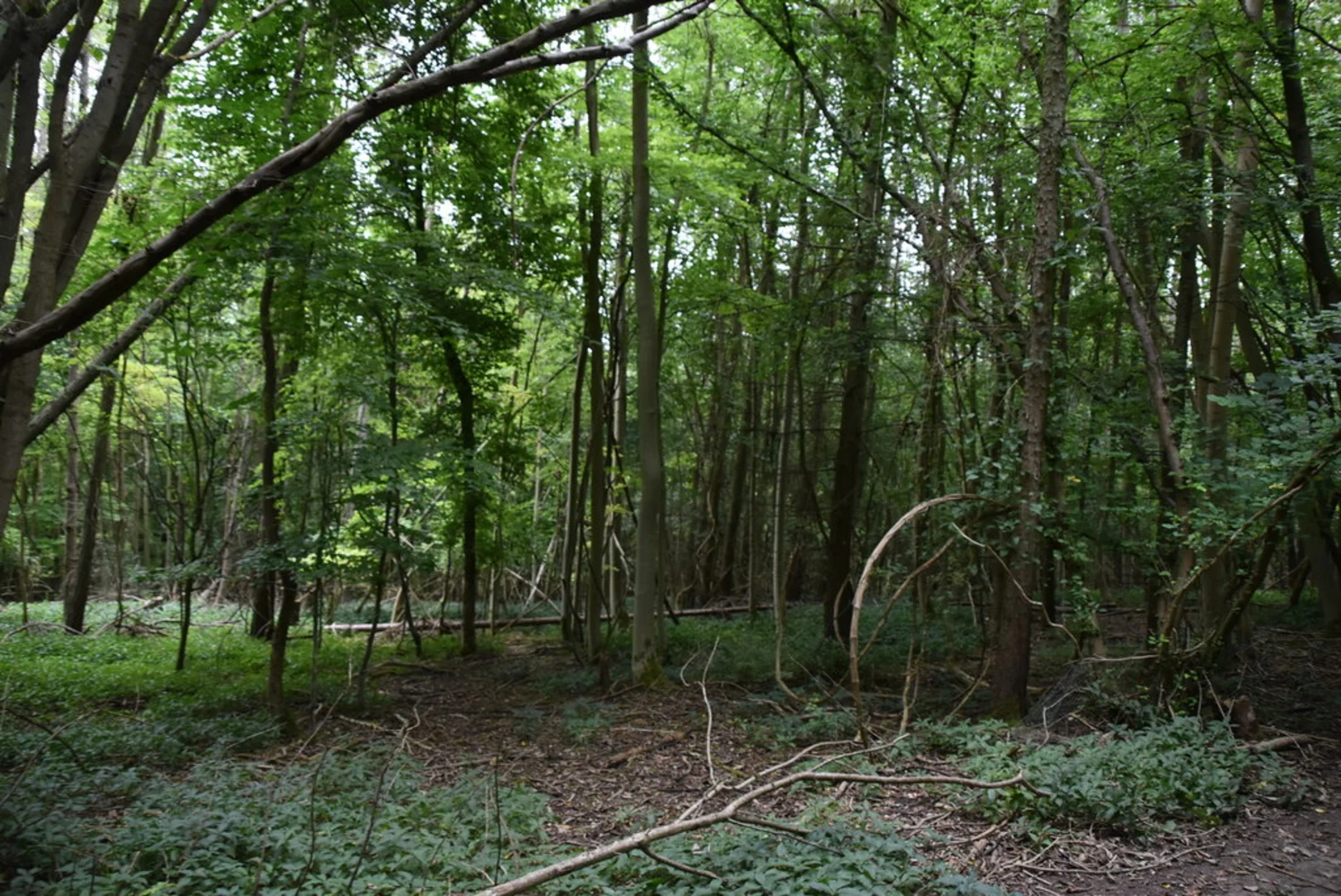 An image depicting the trail Hanger Wood, Mousells Wood and Adam's Wood Loop and its surrounding area.