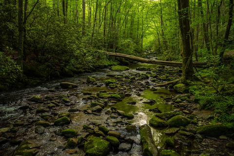An image depicting the trail Lynn Camp Prong Trail and its surrounding area.