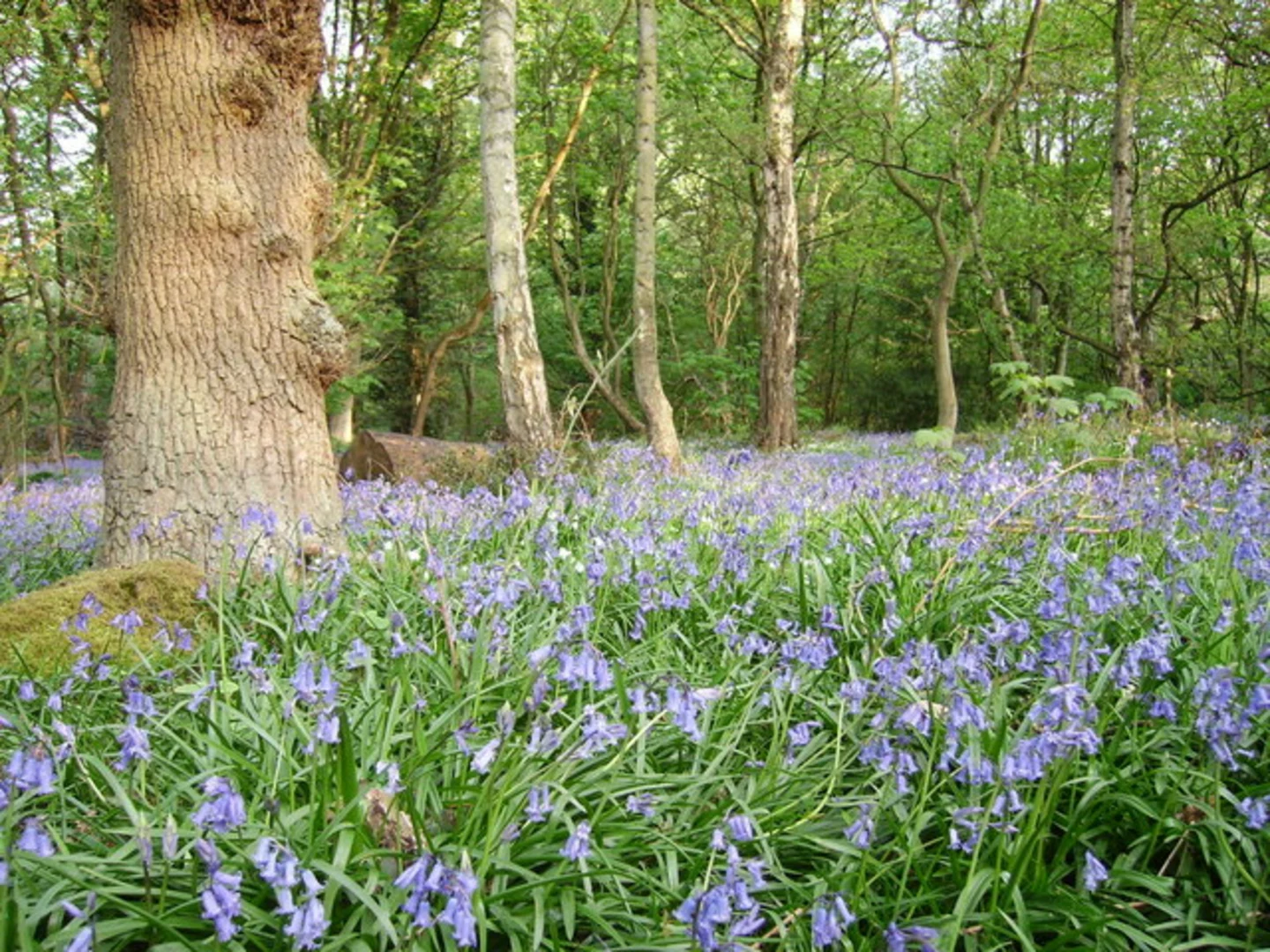 An image depicting the trail Shining Cliff and Peat Pits Wood Loop - Alderwasley and its surrounding area.