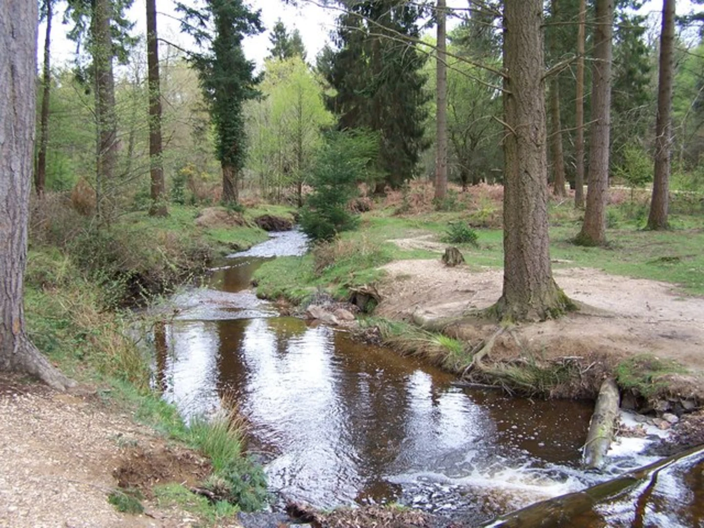 An image depicting the trail Ocknell Loop and its surrounding area.