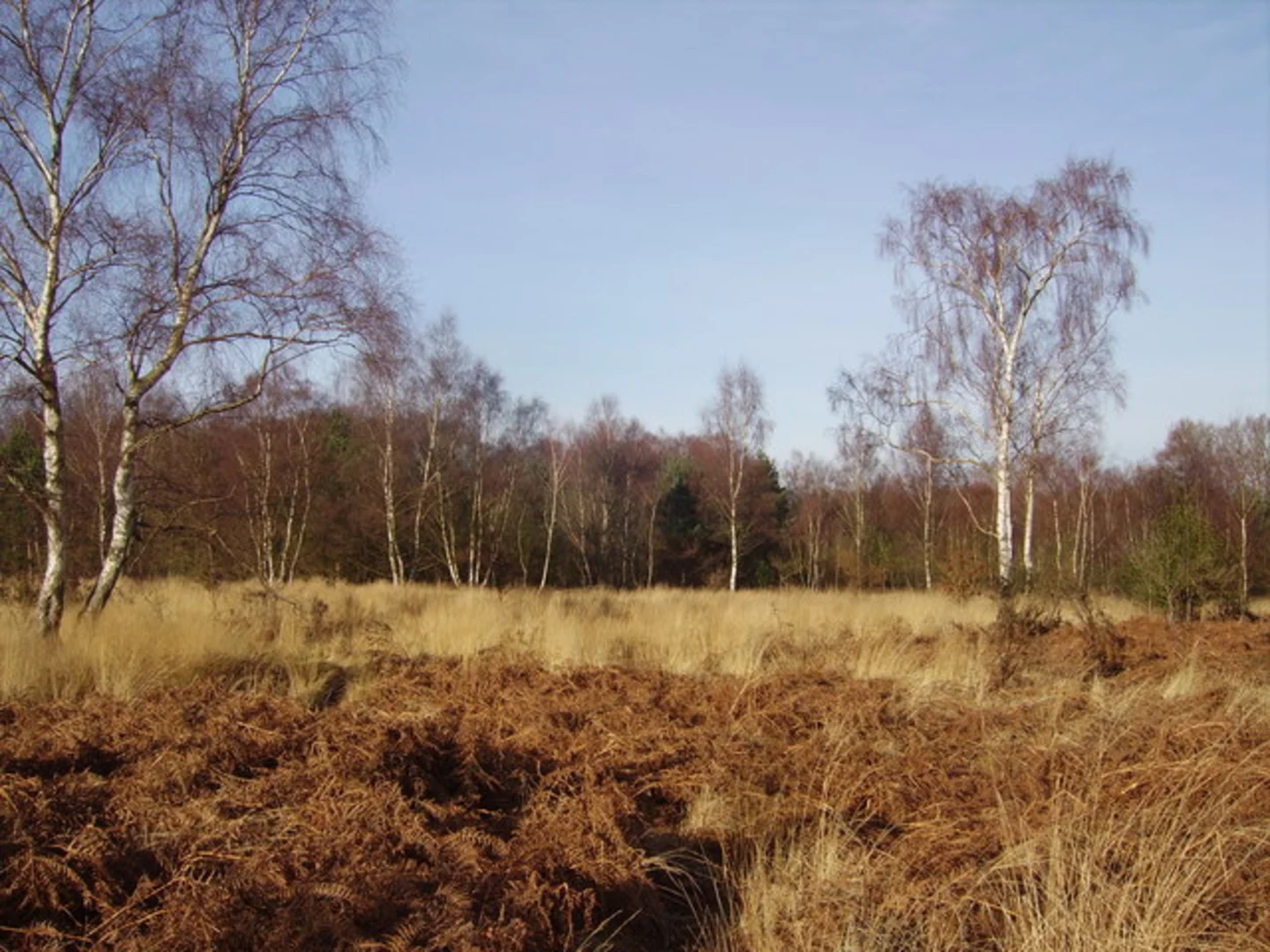 An image depicting the trail Yateley Common Country Park Loop and its surrounding area.
