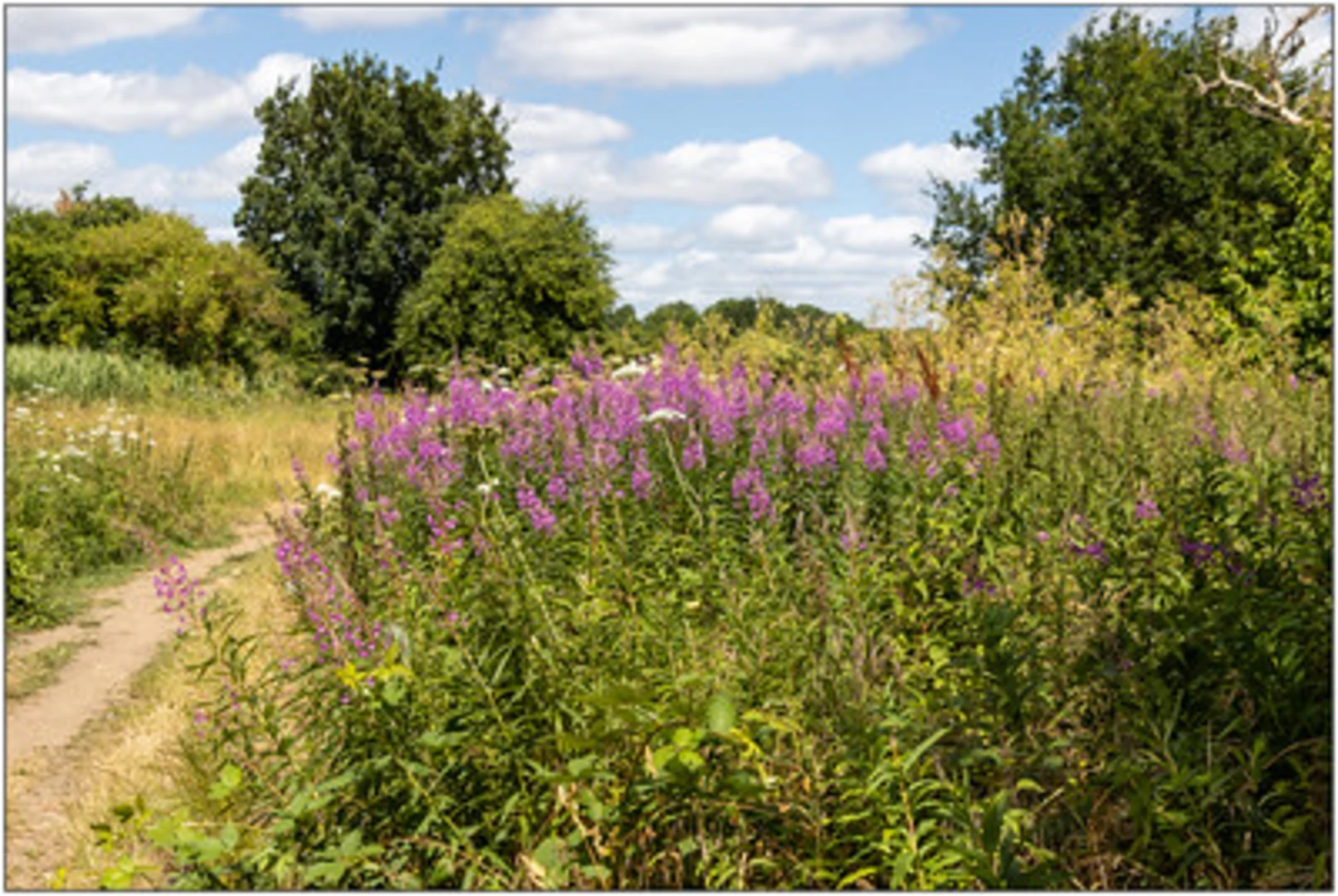 An image depicting the trail Willow Plantation, River Thames and Ham Lands Nature Reserve Loop and its surrounding area.