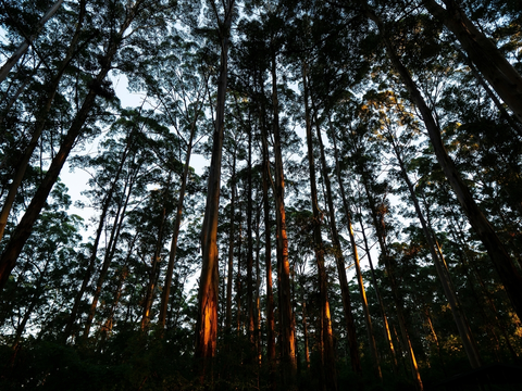 Gloucester Tree to Cascades Walk