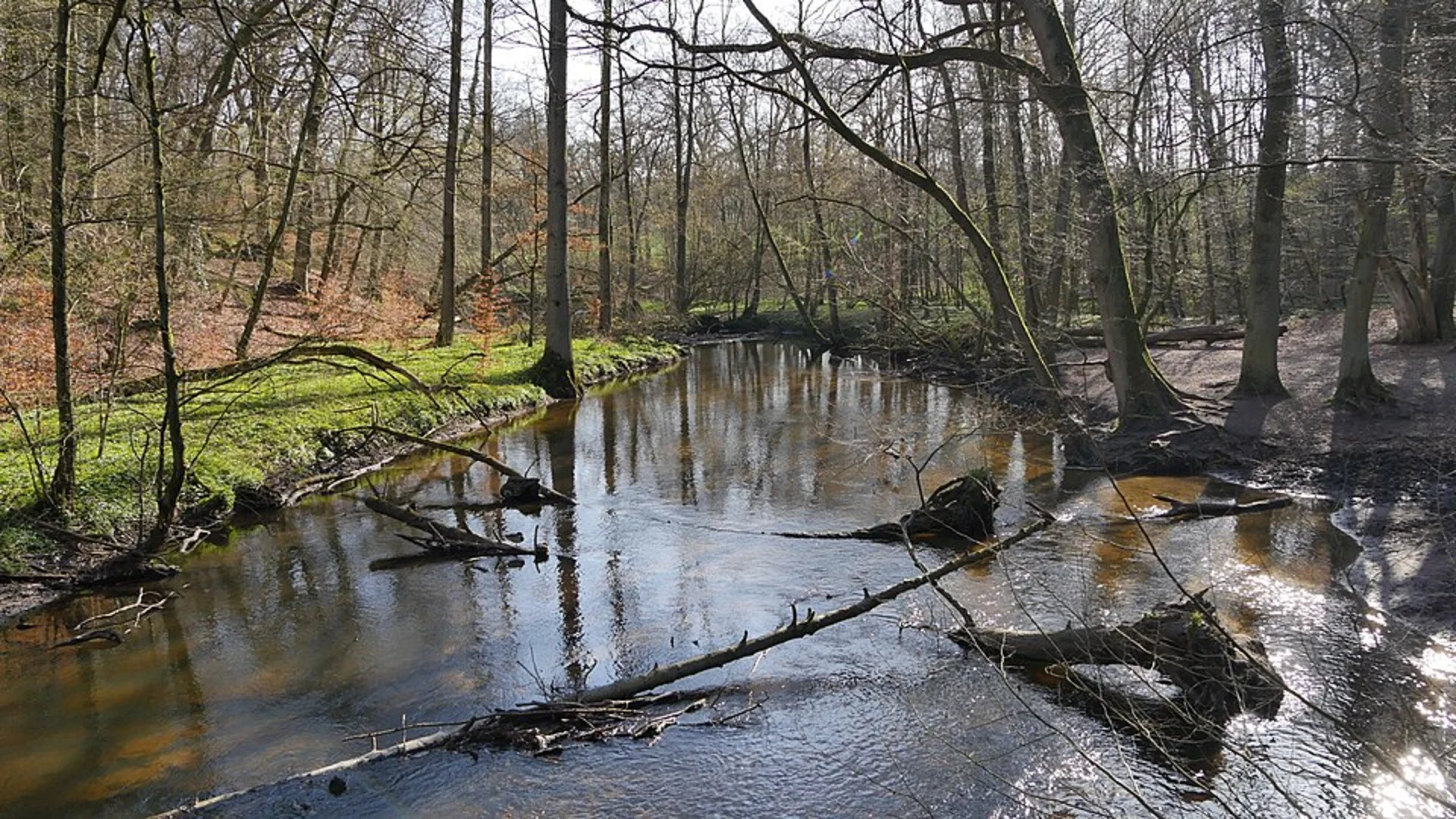 An image depicting the trail Sachsenwaldau Loop via Aumühle - Großensee and Mühlenbek and its surrounding area.