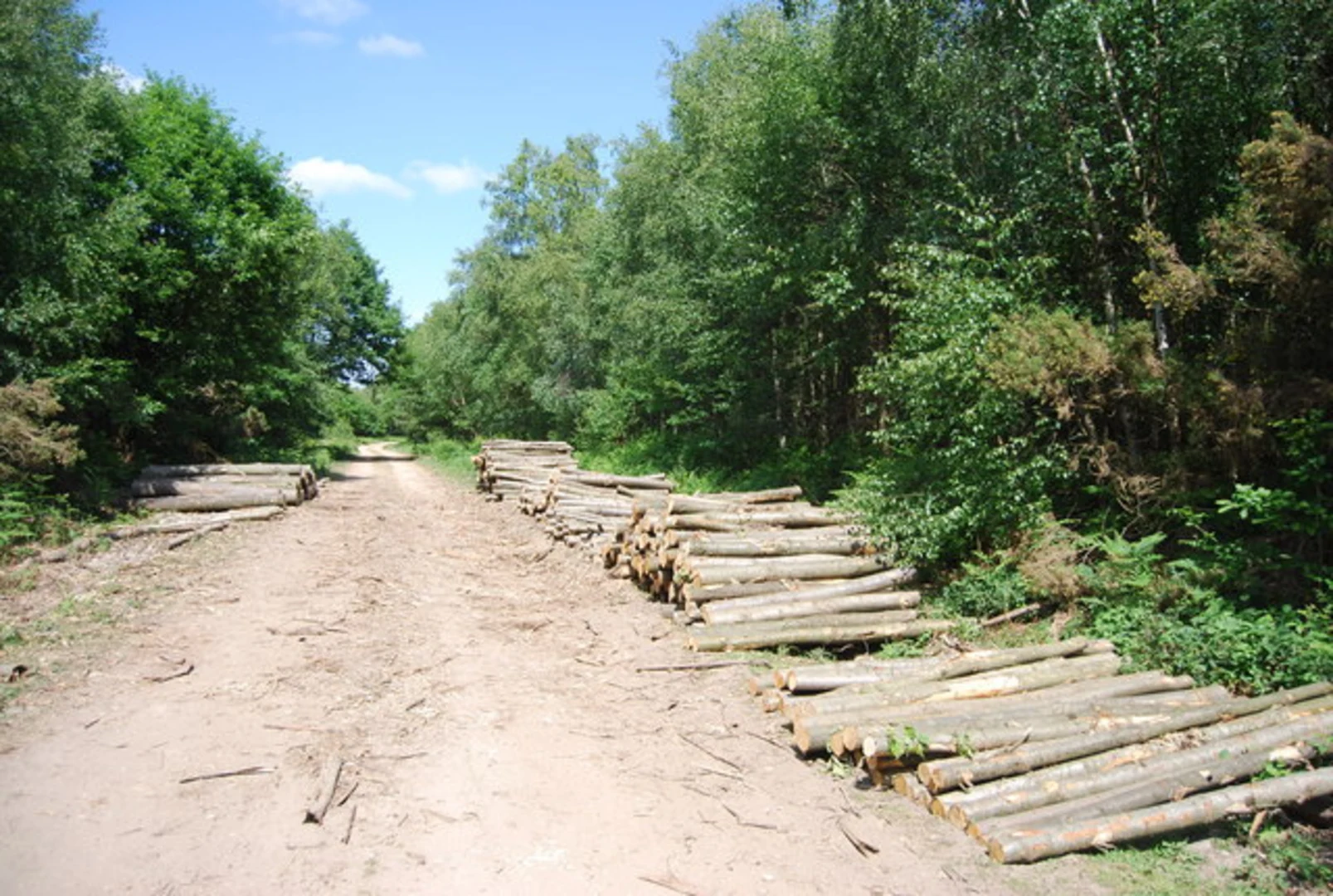 An image depicting the trail Mereworth Woods Loop Walk and its surrounding area.