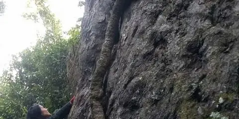 An image depicting the trail Big Rimu Walk and its surrounding area.