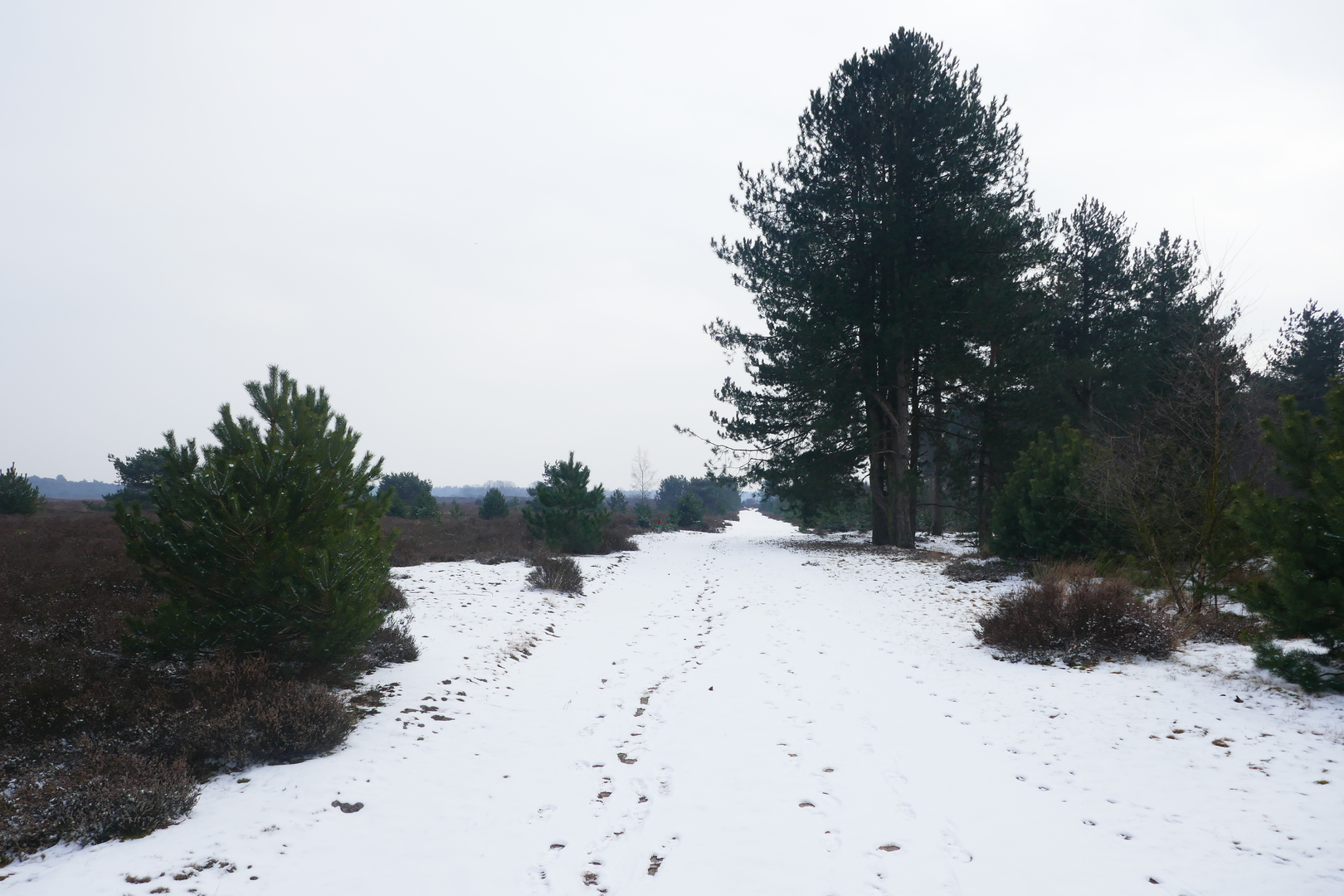 An image depicting the trail De Quayweg, Visdelweg, Ripseweg and Kruisbergtaan Loop and its surrounding area.