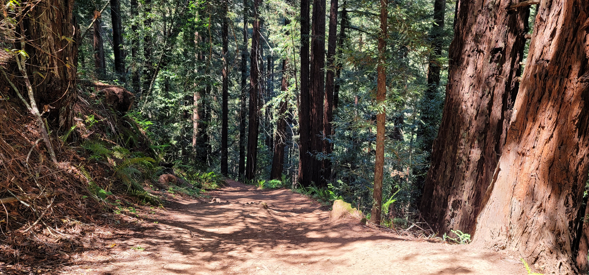 An image depicting the trail Dunn, West Ridge and Graham Loop Trail and its surrounding area.
