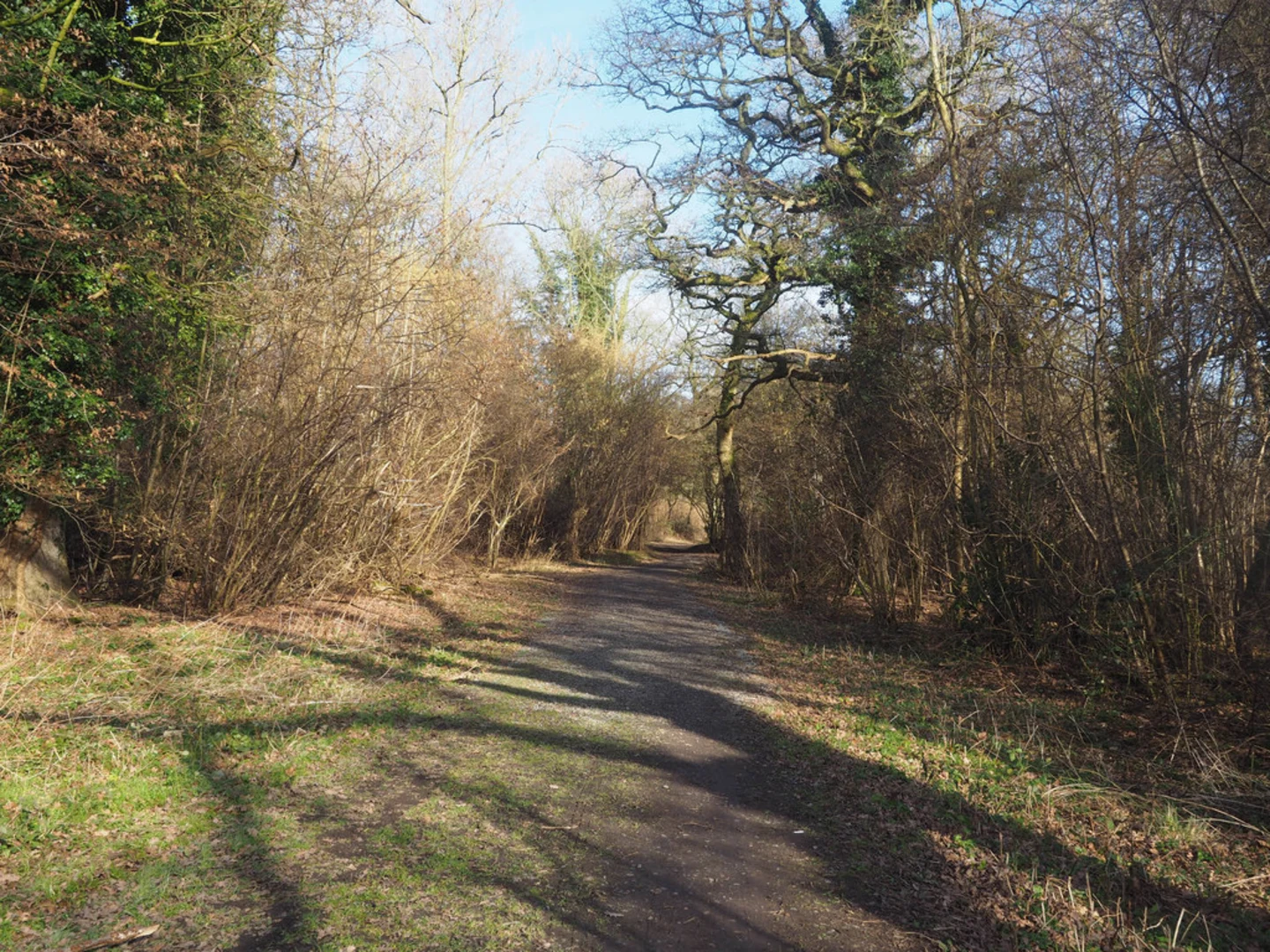 An image depicting the trail Wayland Wood Loop and its surrounding area.