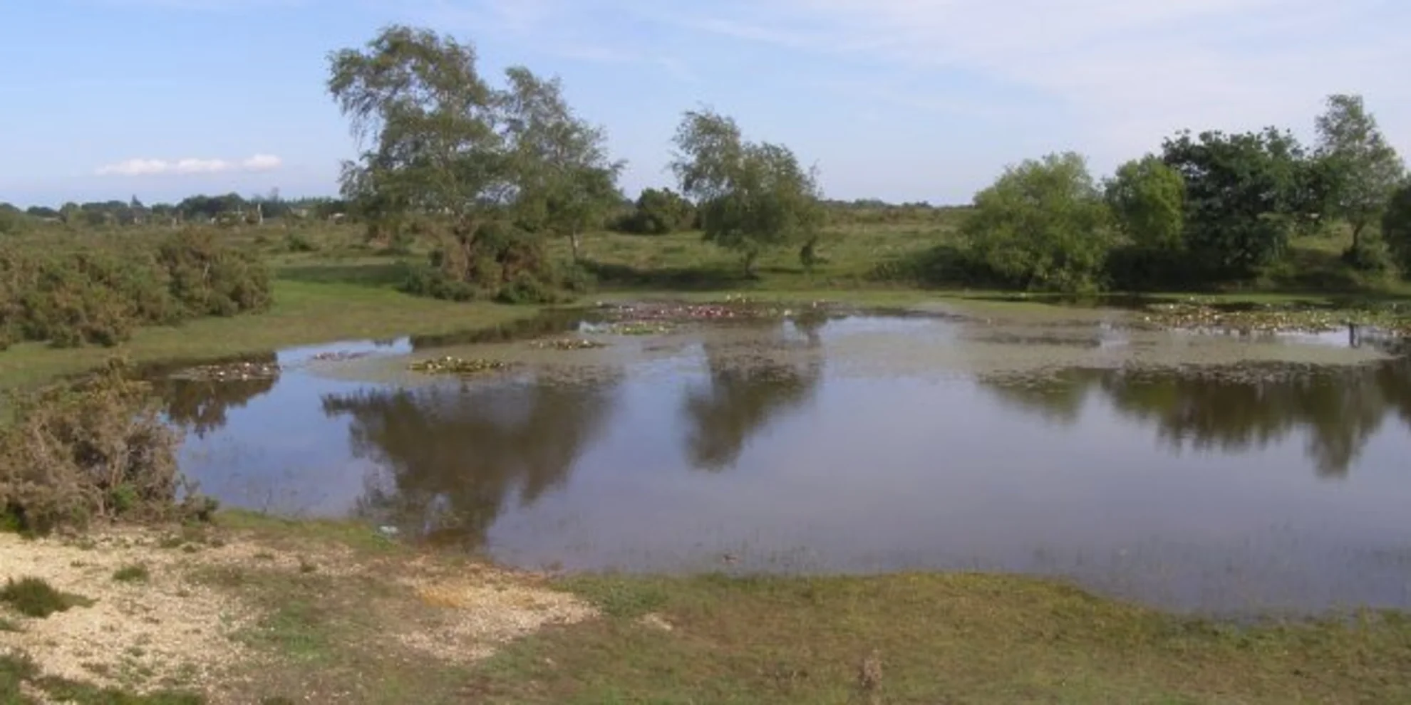An image depicting the trail Furzey Lodge, Hatchet Pond and Hawkhill Inclosure Loop and its surrounding area.