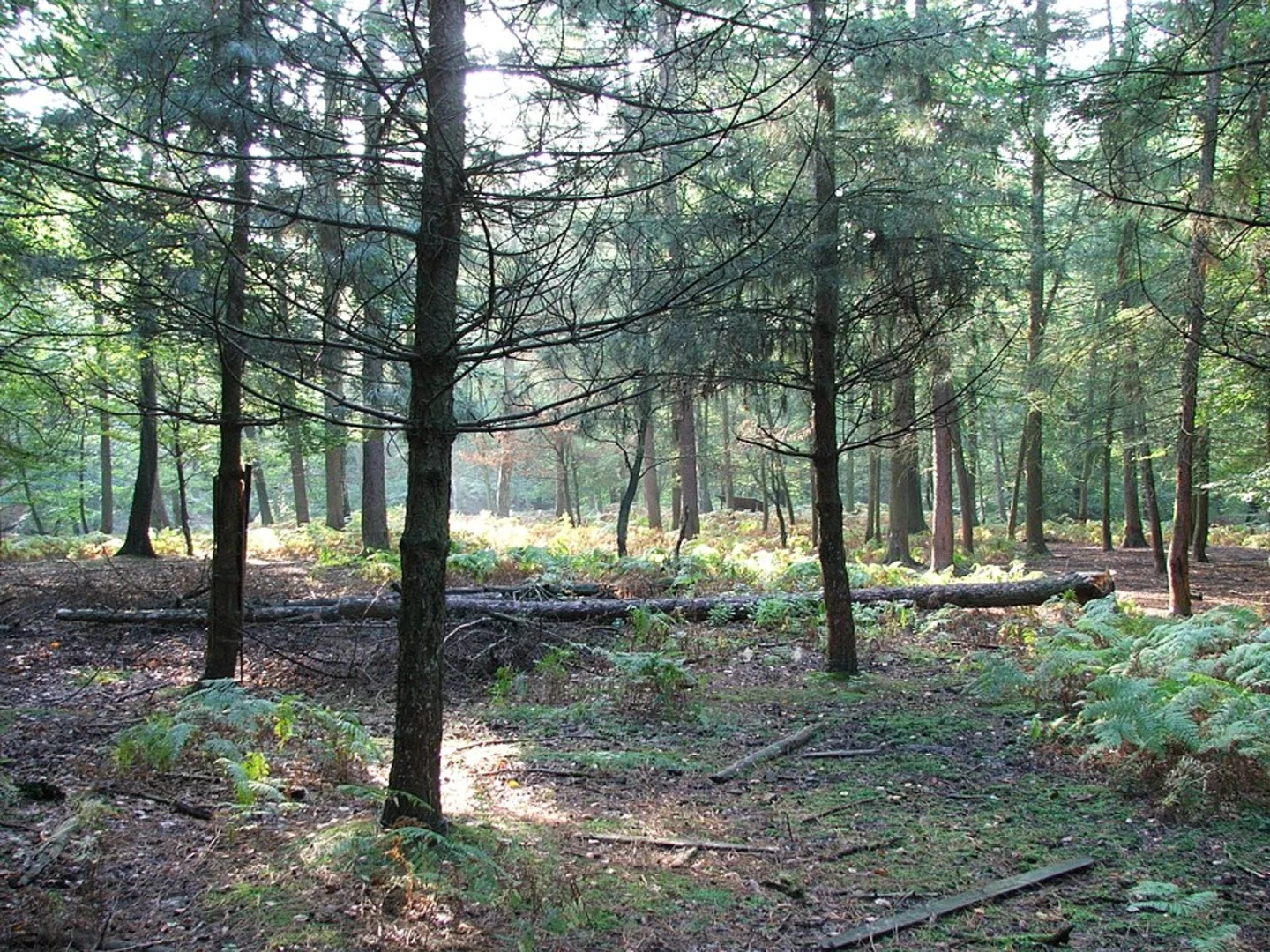 An image depicting the trail Weitmarer Holz and Rauendahler Wald viaRaute Katzenstein Gysenberg and its surrounding area.