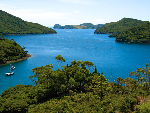 Port Fitzroy - Cooper's Castle Track