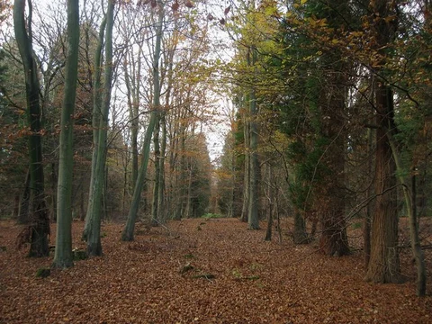 Friston Forest Loop