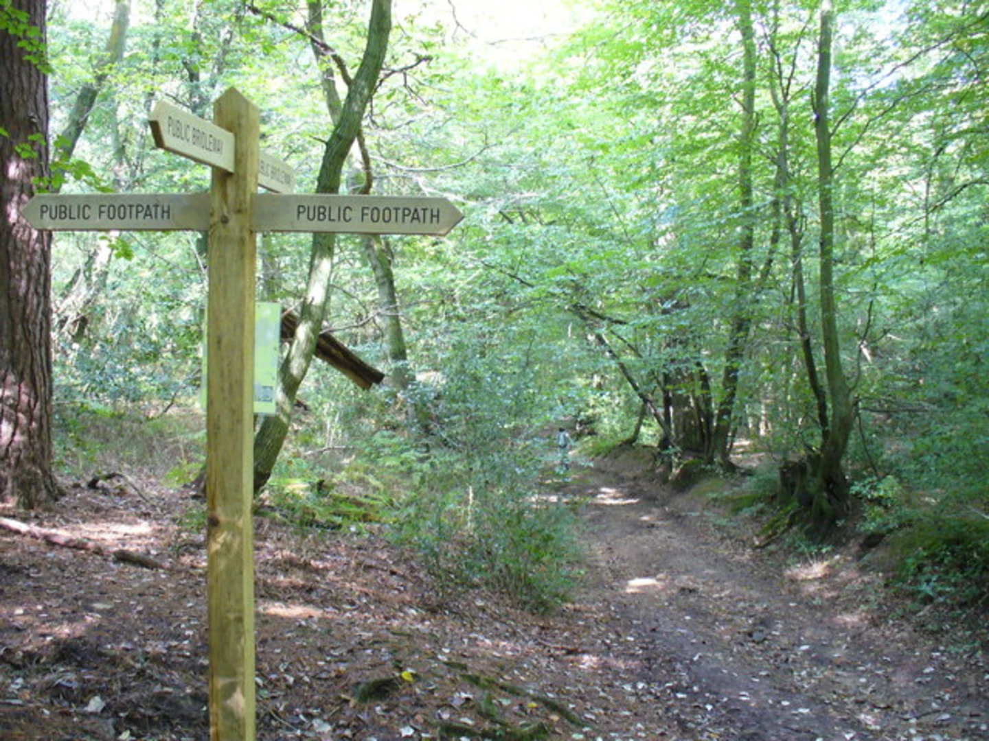 An image depicting the trail Redlands Wood, Leith Hill, Springace Copse and Hog Orchard Copse Loop and its surrounding area.