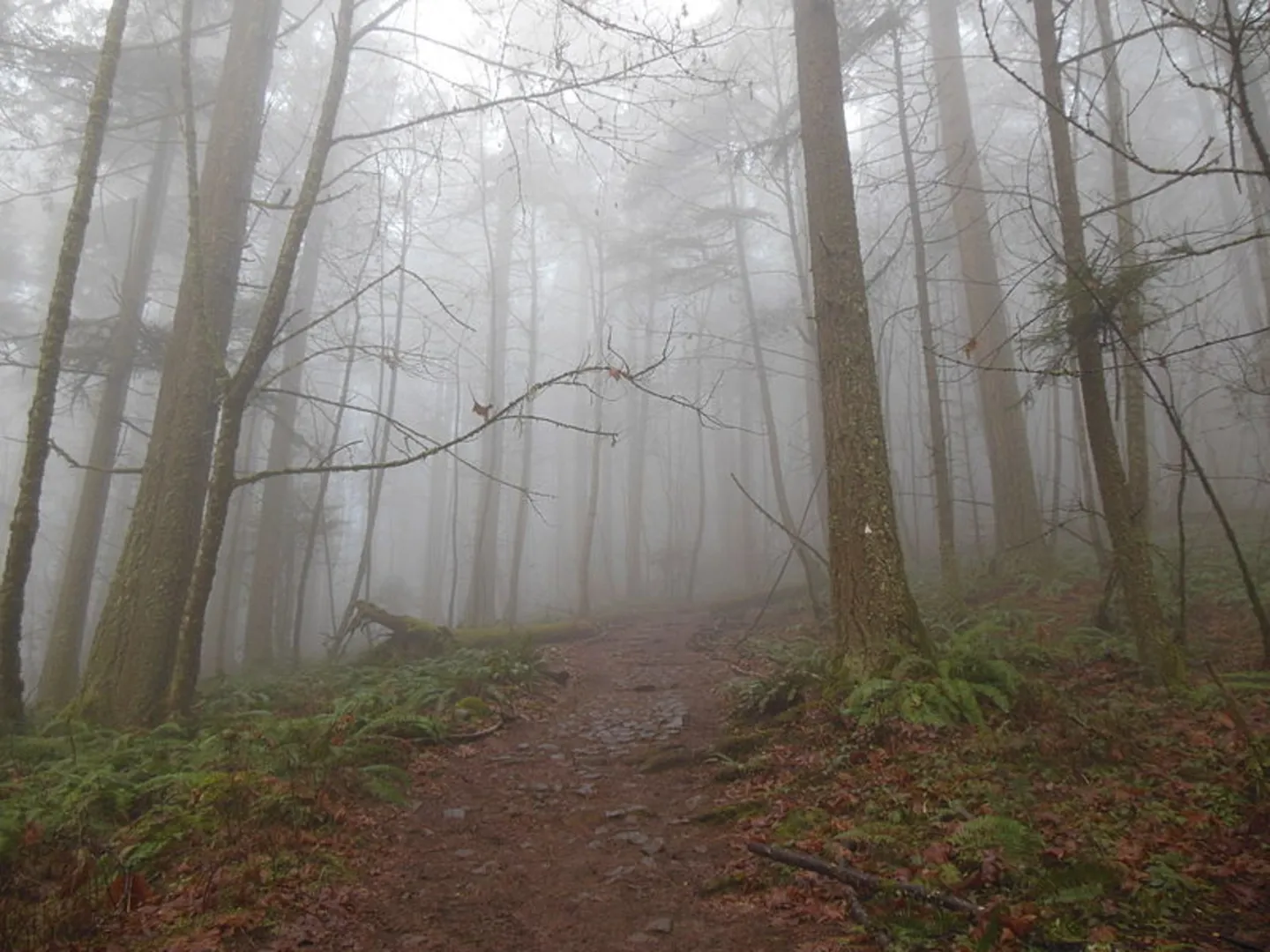 An image depicting the trail Spencer Butte Trail and its surrounding area.