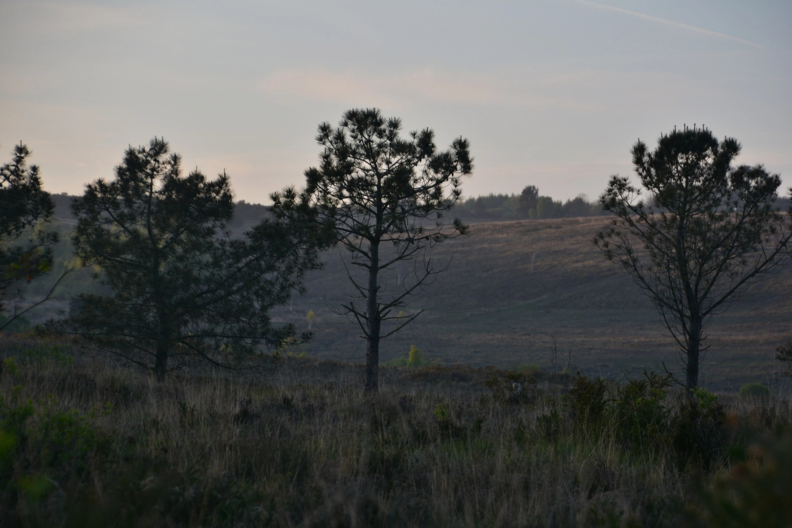An image depicting the trail Woodbury Common Devon and its surrounding area.