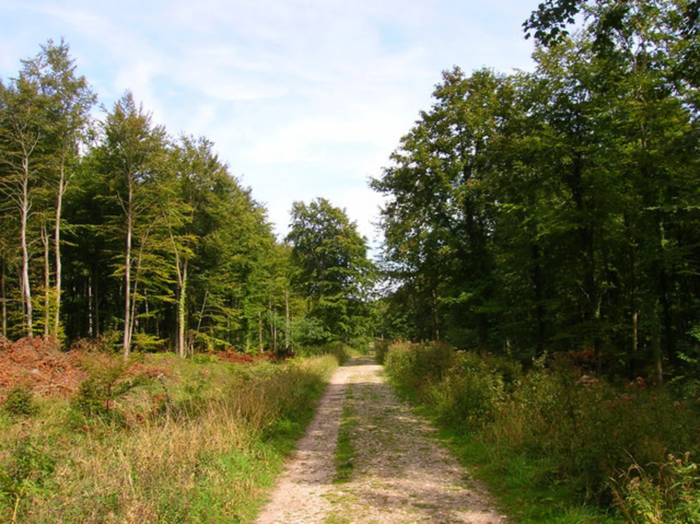 An image depicting the trail Eartham Woods and its surrounding area.