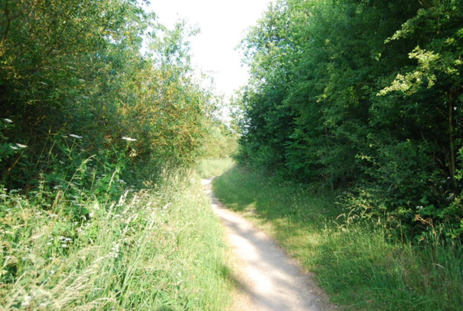An image depicting the trail Mid Yare Valley NNR and its surrounding area.