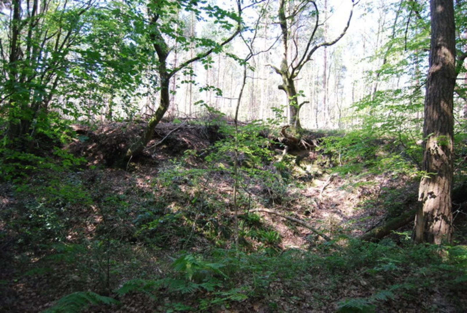 An image depicting the trail Abinger Common Loop and its surrounding area.
