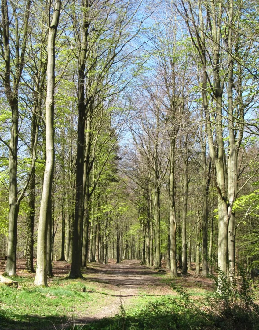 An image depicting the trail Masham Southern Loop and its surrounding area.
