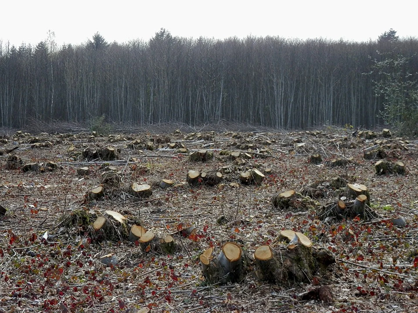 An image depicting the trail Rewell Wood SHort Loop - Arundel and its surrounding area.