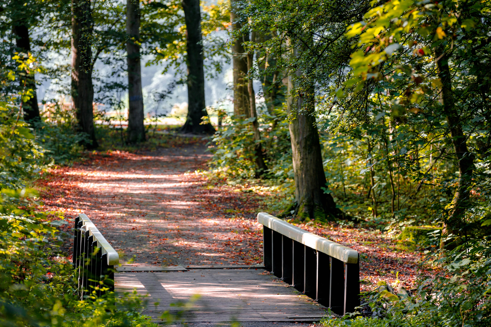 An image depicting the trail Grote Vijver, Amsterdamse Bos and De Grote Poel Loop and its surrounding area.