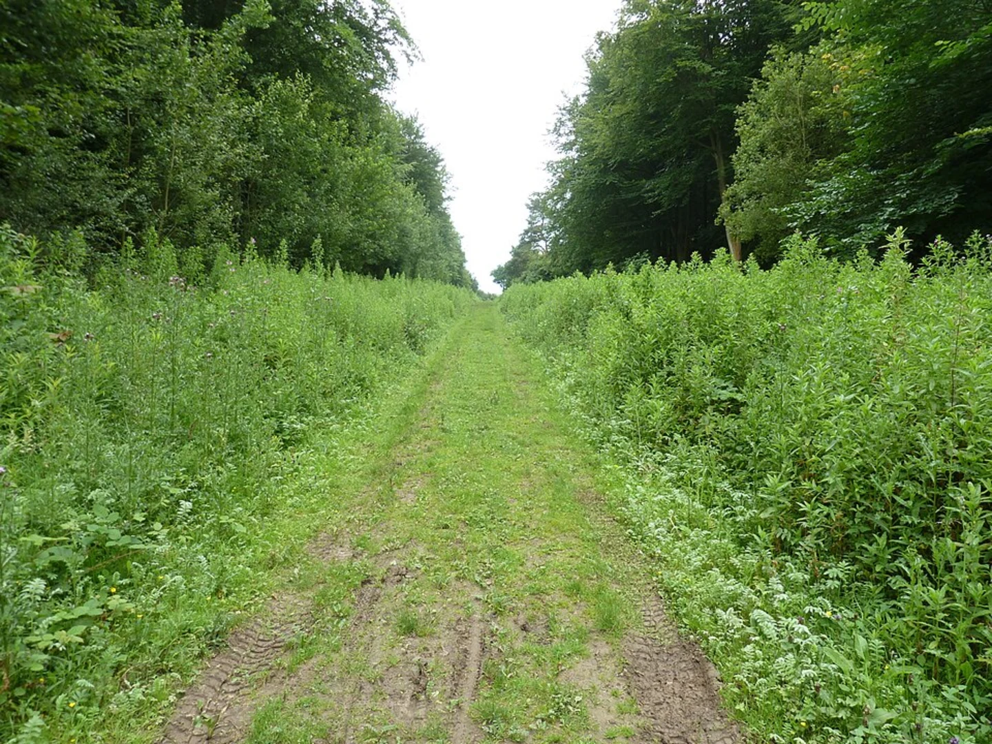 An image depicting the trail Friston Forest Circular and its surrounding area.