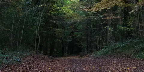 An image depicting the trail Cong - Nature Loop and its surrounding area.