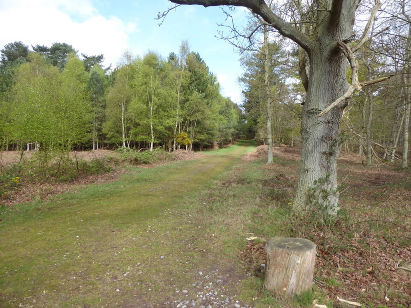An image depicting the trail Dunwich Forest and its surrounding area.