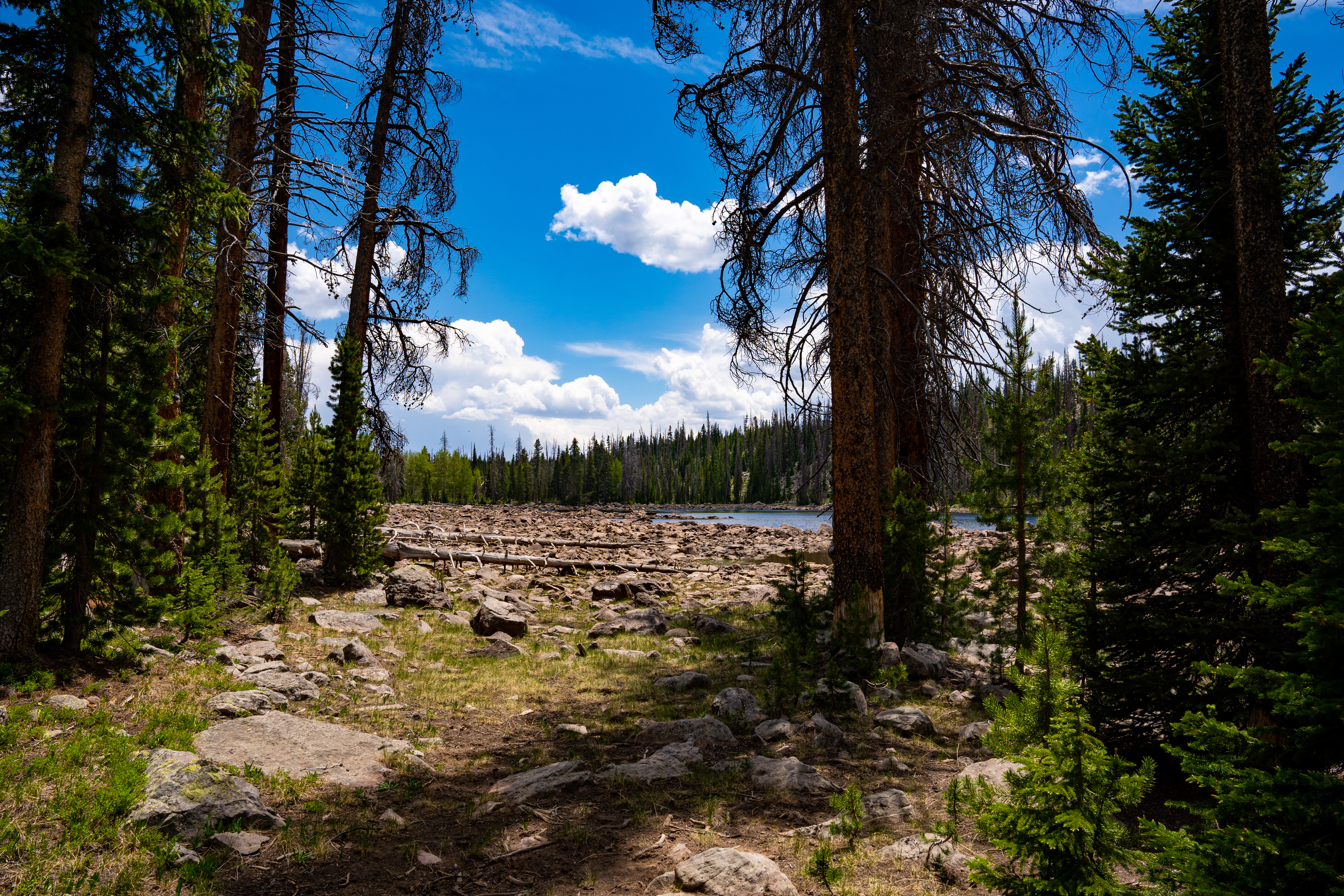 An image depicting the trail Ashley National Forest and its surrounding area.