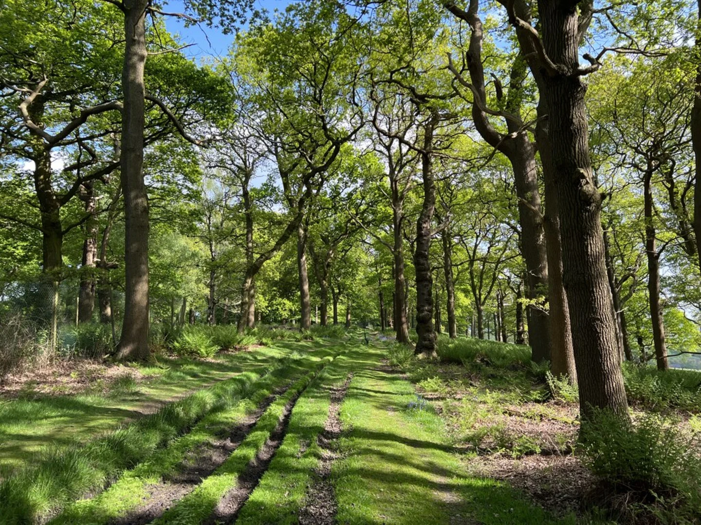 An image depicting the trail Trentham Park and King's Wood Loop and its surrounding area.