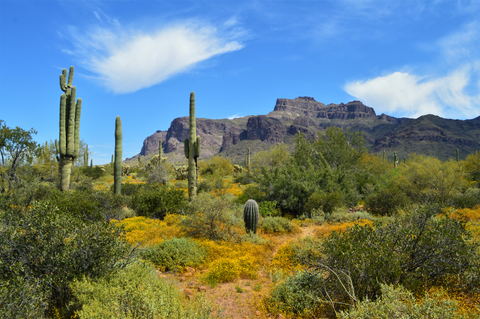 An image depicting the trail Javelina Wash Trail and its surrounding area.