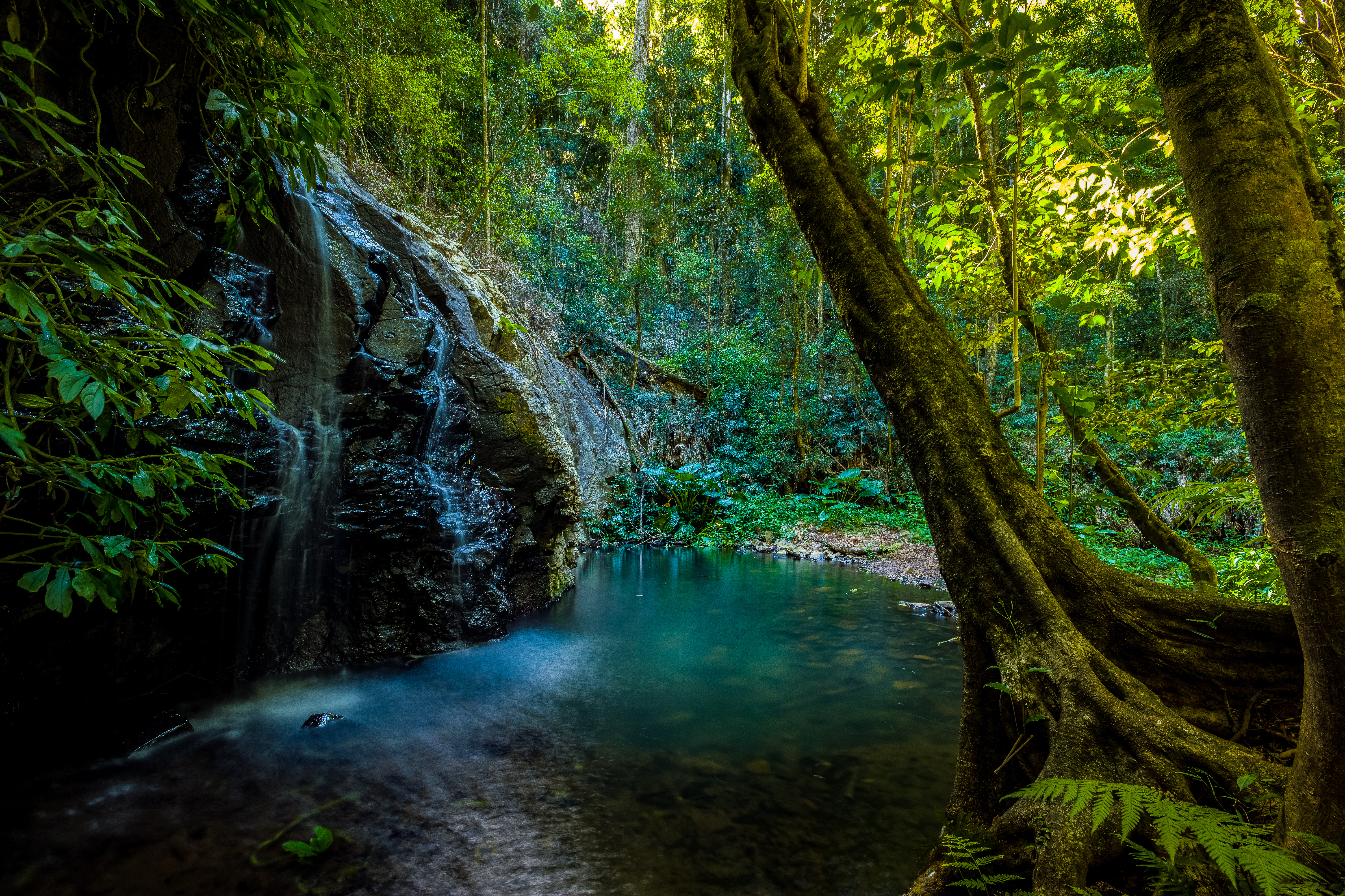 An image depicting the trail Bunya Mountains National Park and its surrounding area.