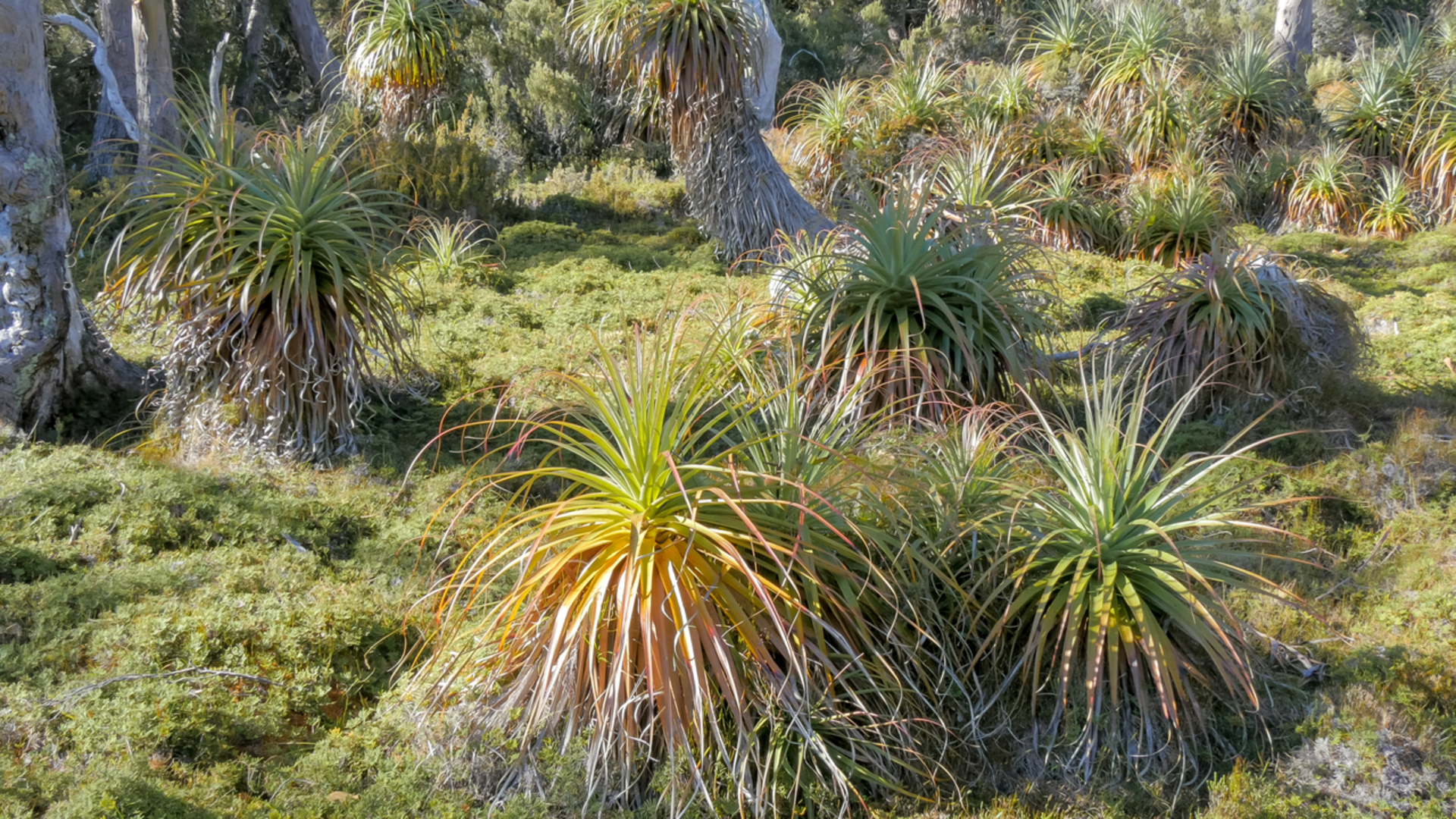 An image depicting the trail Pandani Grove Track and its surrounding area.