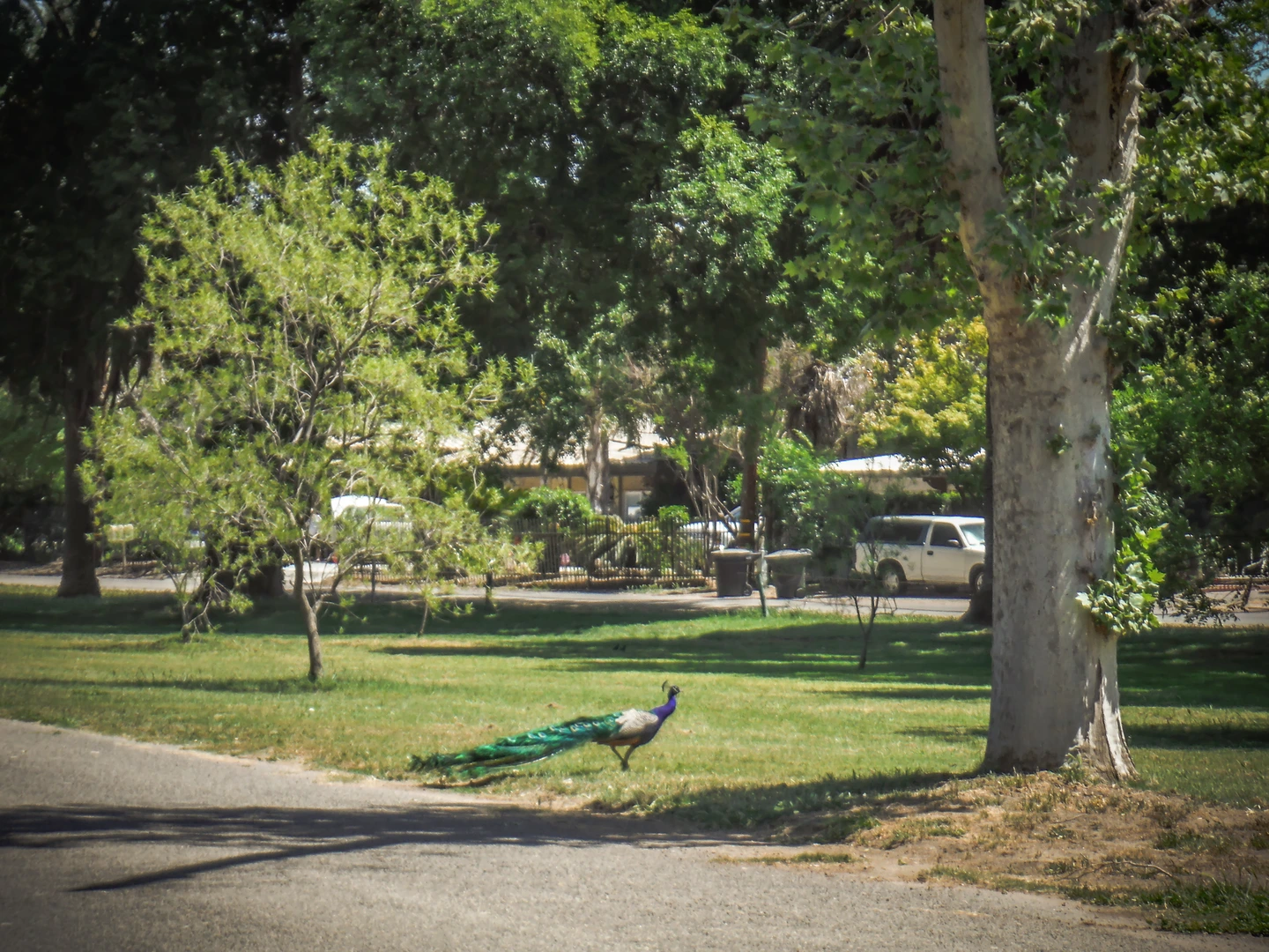 An image depicting the trail Mooney Grove Park Loop and its surrounding area.