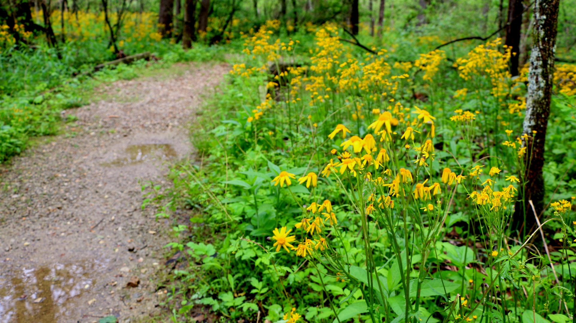An image depicting the trail Tecumseh Trail and its surrounding area.