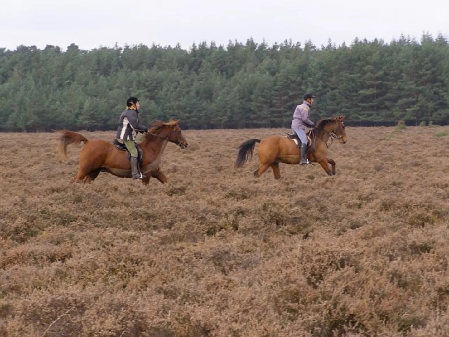 An image depicting the trail Ober Heath Loop and its surrounding area.