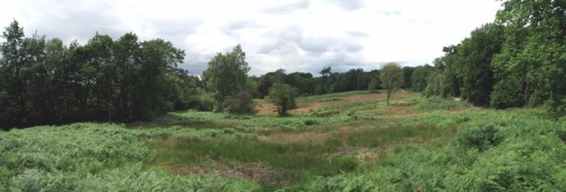 An image depicting the trail Holybred Wood, Scrub Wood, Ling Wood via Graces Walk and its surrounding area.