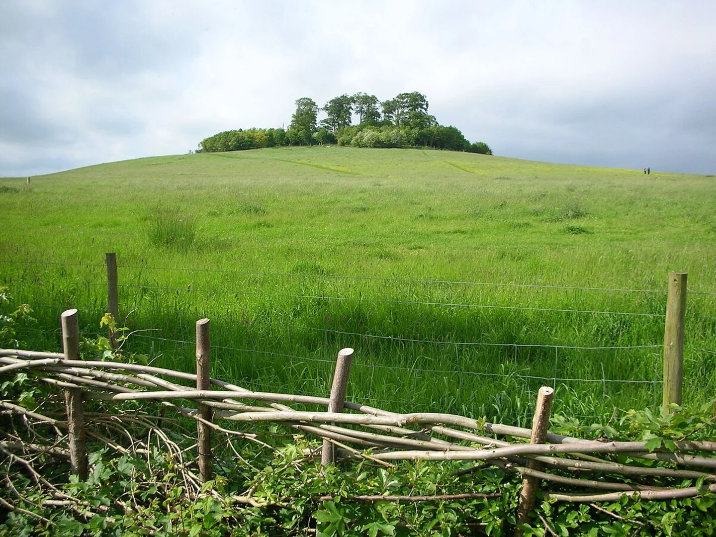 An image depicting the trail Wittenham Clumps Walk and its surrounding area.