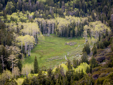 An image depicting the trail Osceola Ditch Trail and its surrounding area.