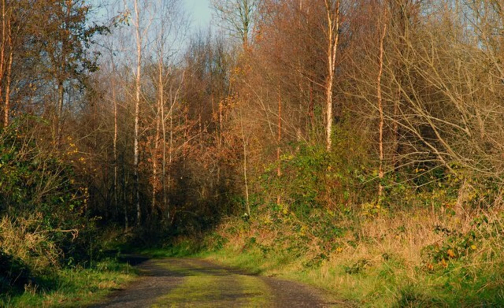 An image depicting the trail Randalstown Forest and its surrounding area.