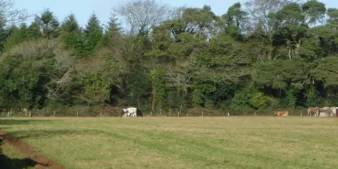 An image depicting the trail Coolgreany Ballyfad Wood Linear Trail and its surrounding area.