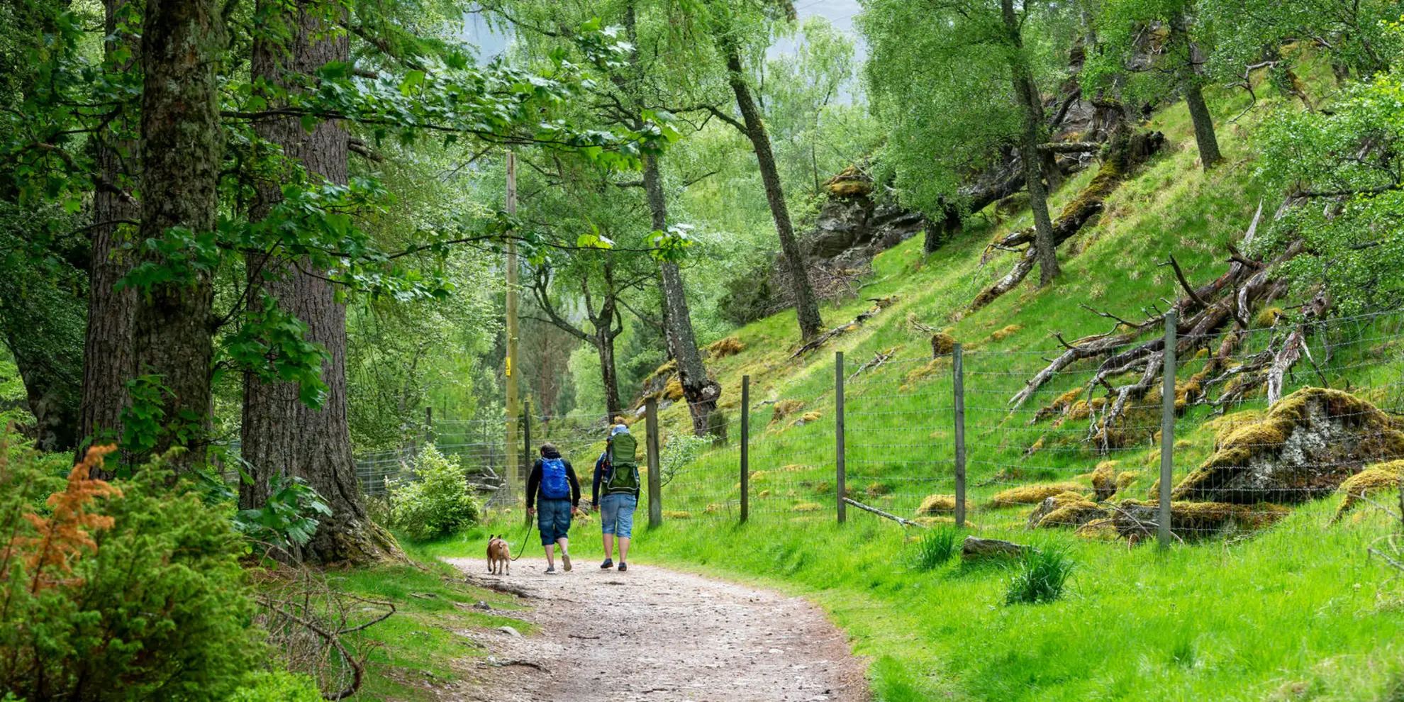 An image depicting the trail Aviemore Paths - Viewpoint Trail and its surrounding area.