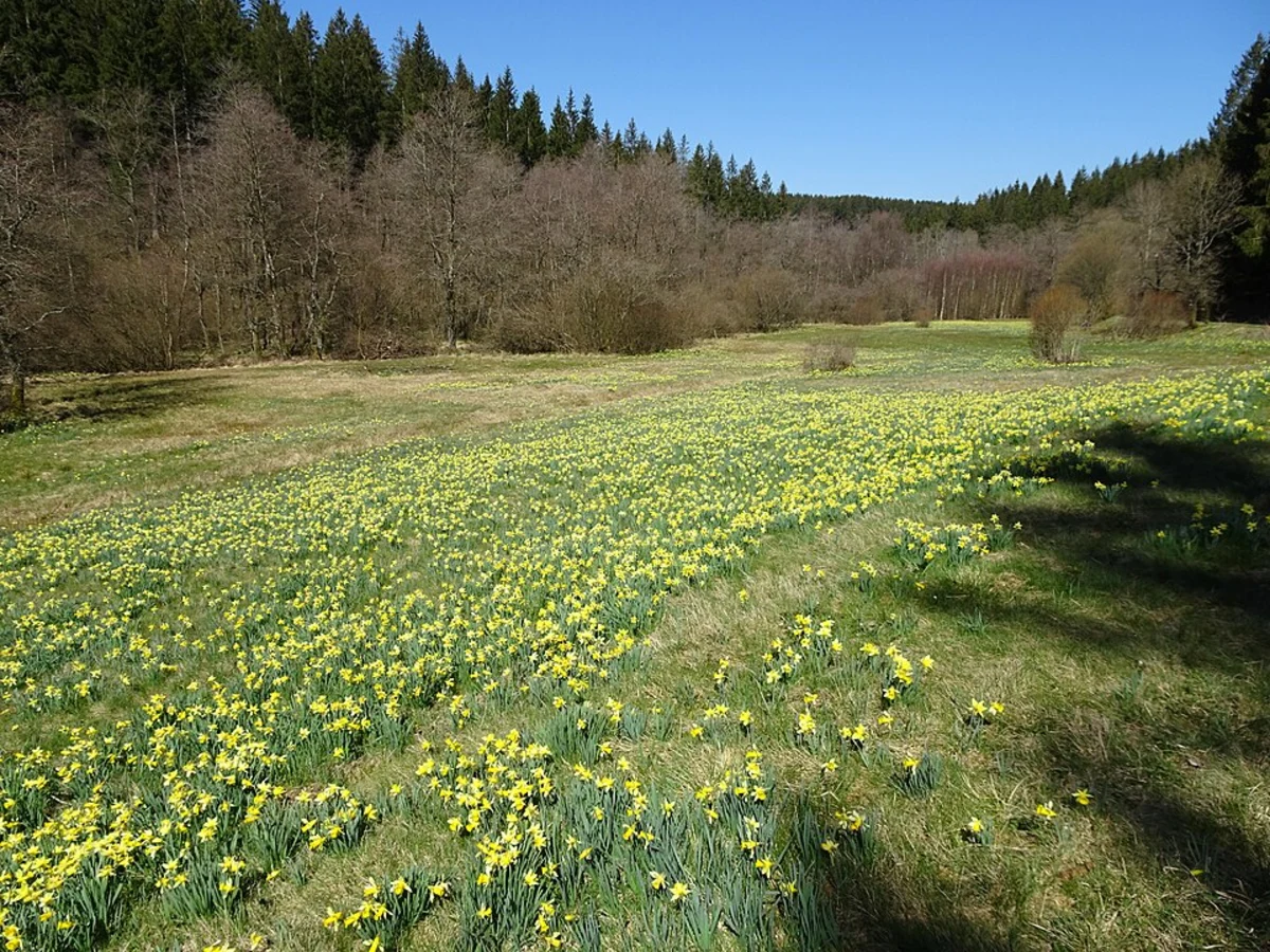 Fuhrtsbach and Perlenbach Fuhrtsbachtal Talsystem via Wildnis Trail