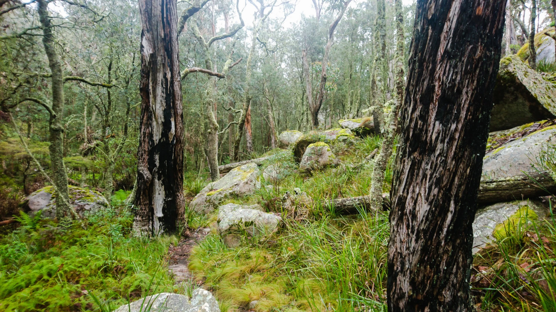 An image depicting the trail Barokee to Native Dog Creek Walk and its surrounding area.