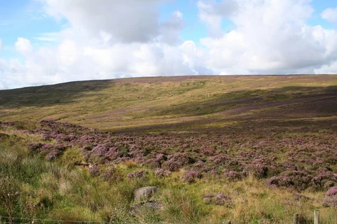 An image depicting the trail Ballypatrick Forest Loop and its surrounding area.