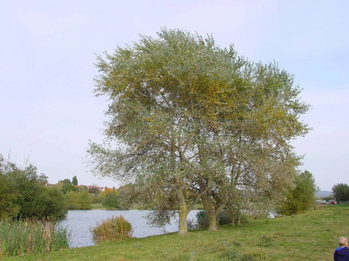An image depicting the trail Backwell Lake Walk and its surrounding area.