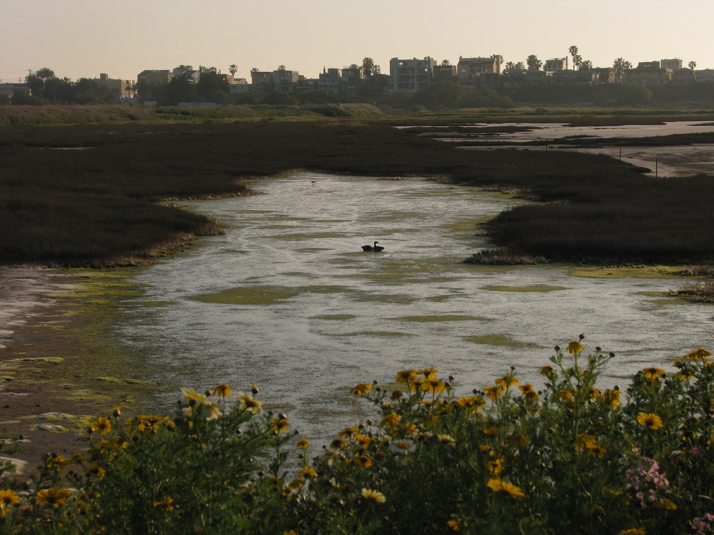 An image depicting the trail Park to Playa Trail and Ballona Creek Path and its surrounding area.